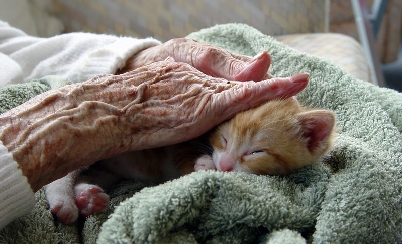 The Question Of Getting Another Pet