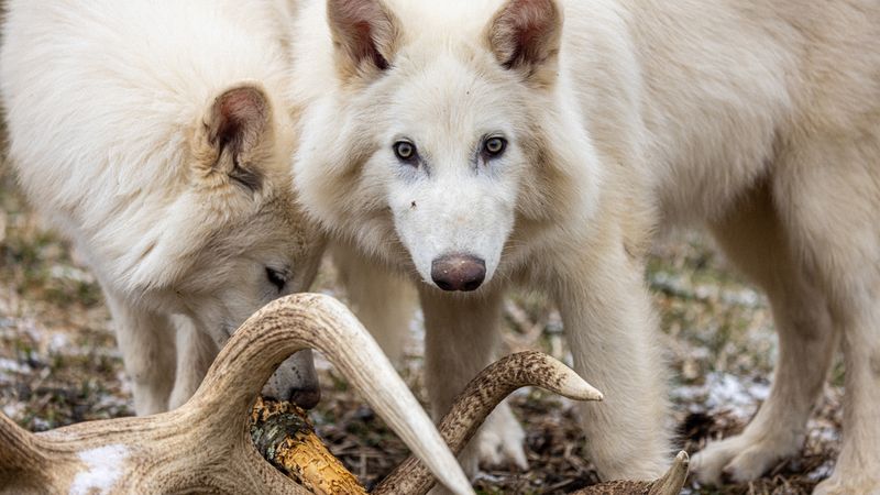 The Dire Wolf's Ecological Role In The Past
