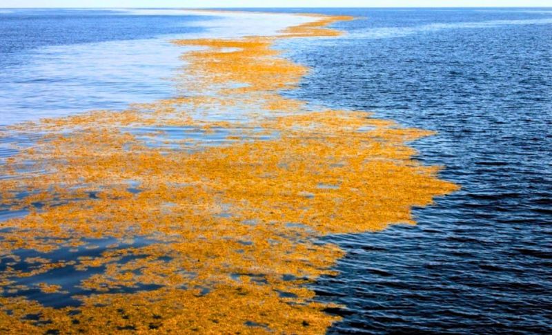 Sargasso Sea