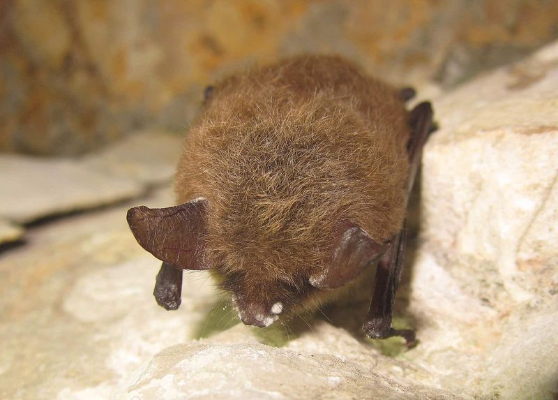 An Animal's Decline Signals A Larger Trend