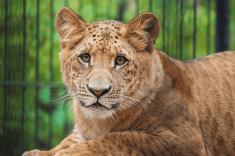 Liger 