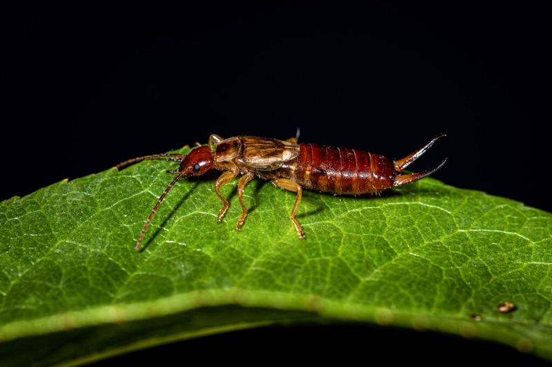 Earwigs: The Nighttime Garden Guardians
