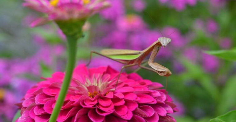 The Creepiest Insects In Your Backyard And Why They’re Actually Beneficial