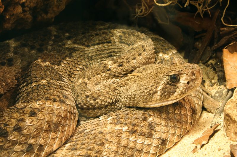 Arizona's Desert King