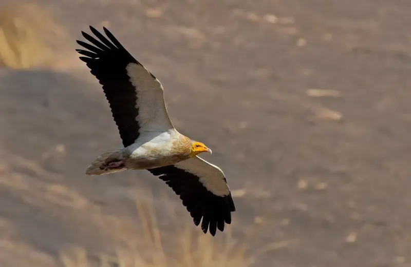 Vultures: Symbols Of Life And Death