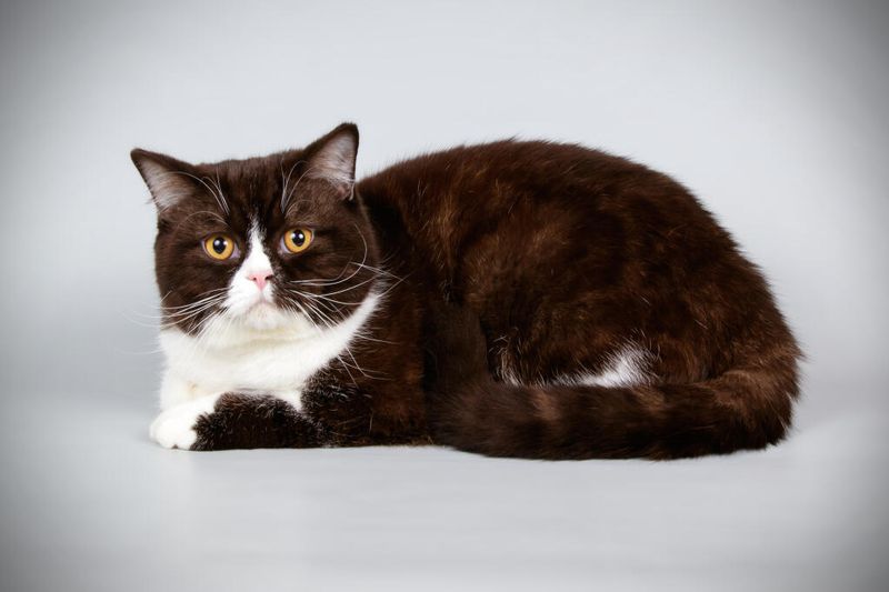 Majestic British Shorthair