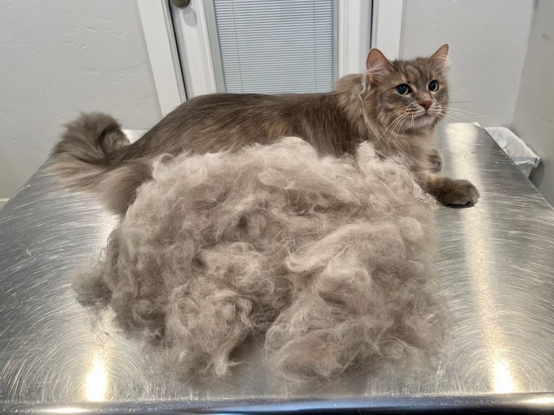 Fur-Covered Everything