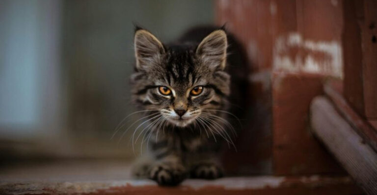 The Dark Side Of Cat Ownership - 13 Things You Need To Know