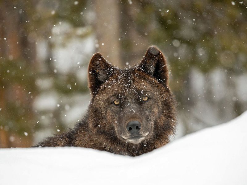 Genetic Diversity And Pack Survival