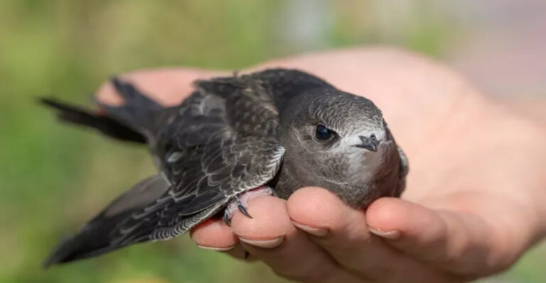 The Decline Of Swifts: What Can Britons Do To Protect These Fascinating Birds?