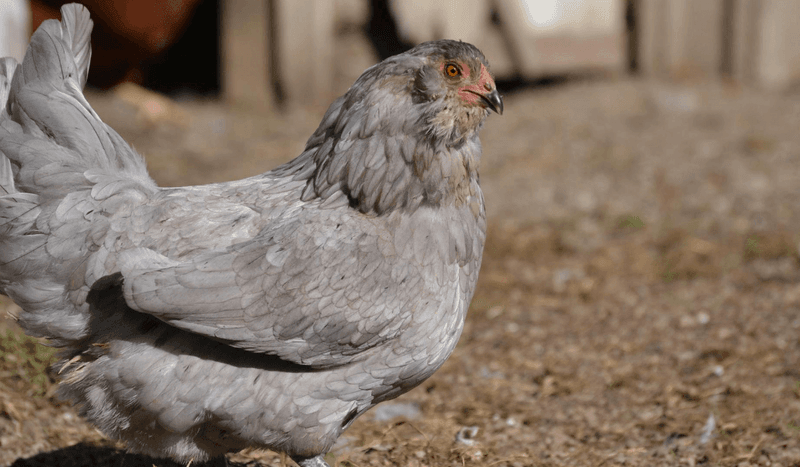 The Ameraucana