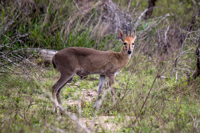 The Bush Duiker