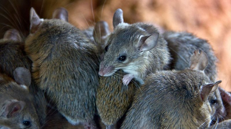 Rodent Apocalypse