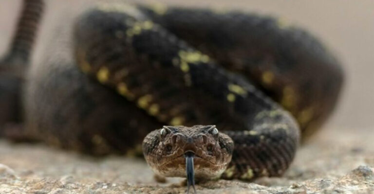 The Devastating Consequences Of Eradicating All Snakes