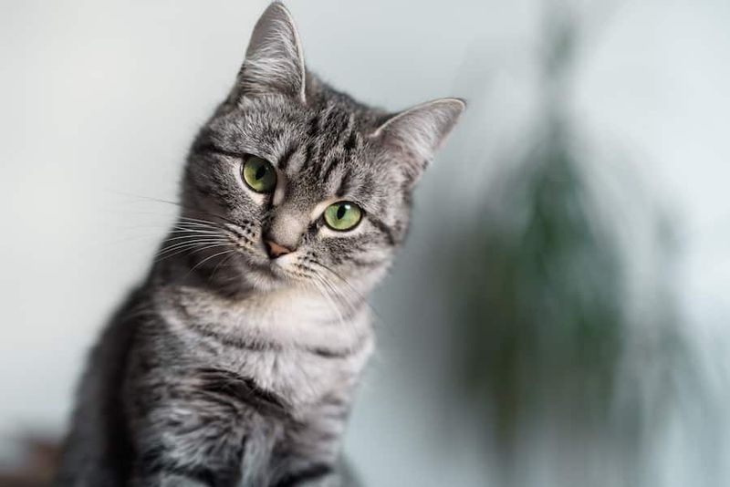 American Shorthair's Balanced Approach