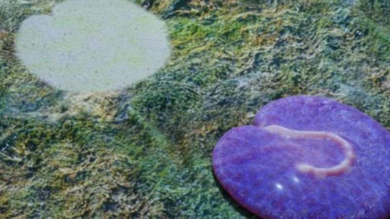 What Makes Quaestio Unique?