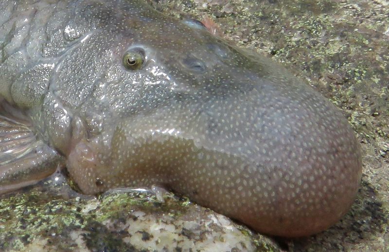 How The Blob-Headed Fish Got Its Unique Appearance