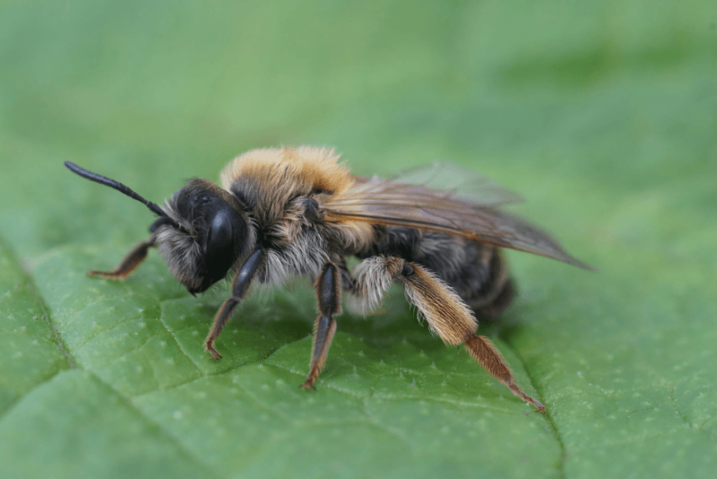 How Andrena Androfovea Differs From Other Bees