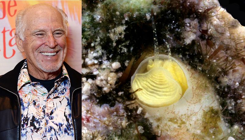 Why This Sea Snail Is Named After Jimmy Buffett