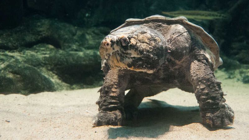 The Survival Of Reptilian Traits In Modern Species