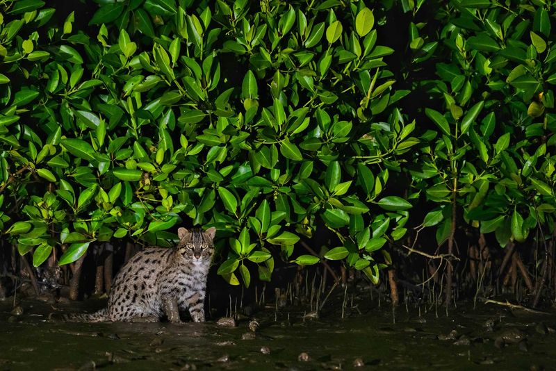Why The Indian Fishing Cat Was Found In Hoshiarpur