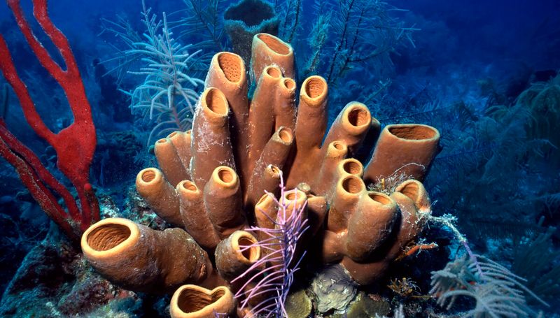 What Came First: Sponges Or Comb Jellies?