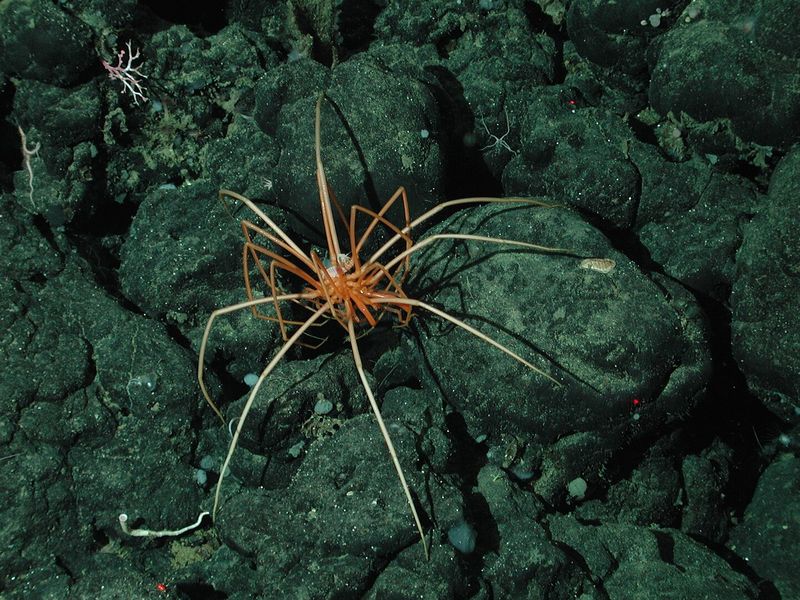 A Unique Symbiotic Relationship With Methane-Oxidizing Bacteria