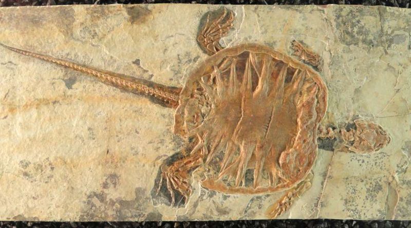 The Fossil Dates Back To The Late Triassic Period