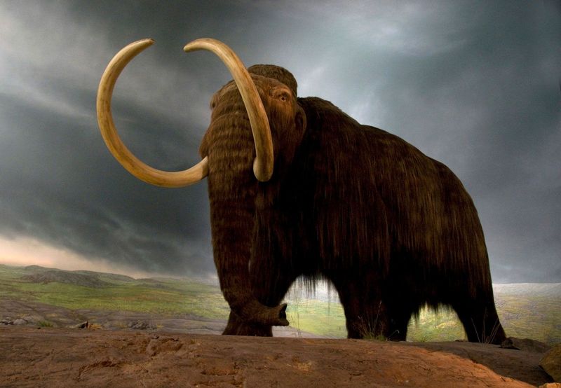 The Woolly Mammoth