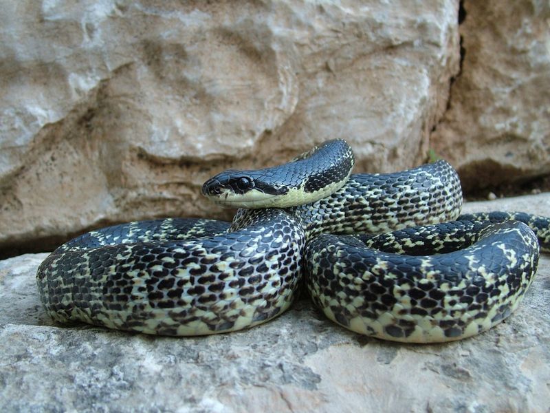 The Sacred Serpent Of Lebanon