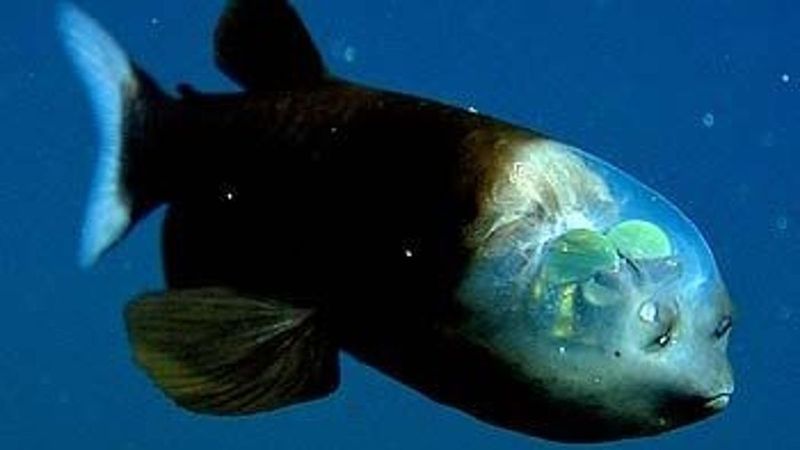 The Barreleye Fish