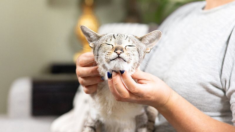 Force Your Cat's Mouth Open Aggressively
