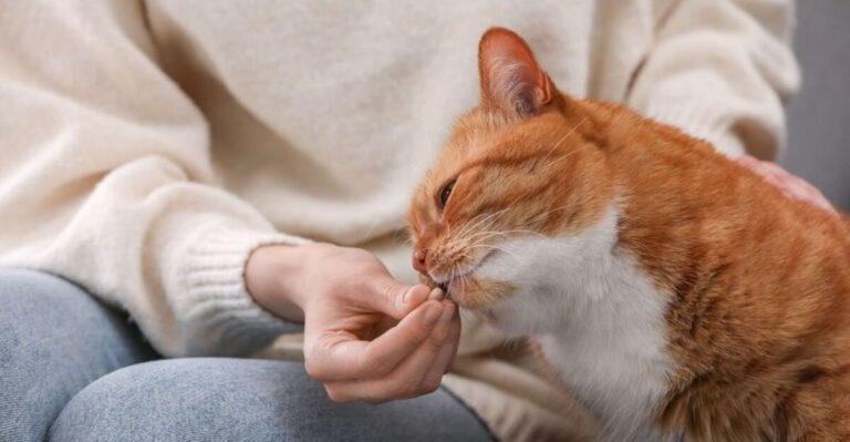The Easiest Way To Give Your Cat A Pill - Dos And Don'ts