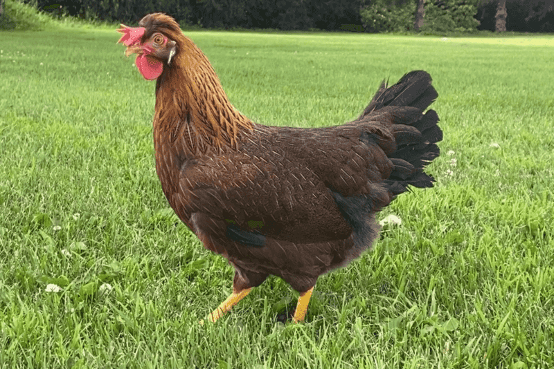 The Olive Egger