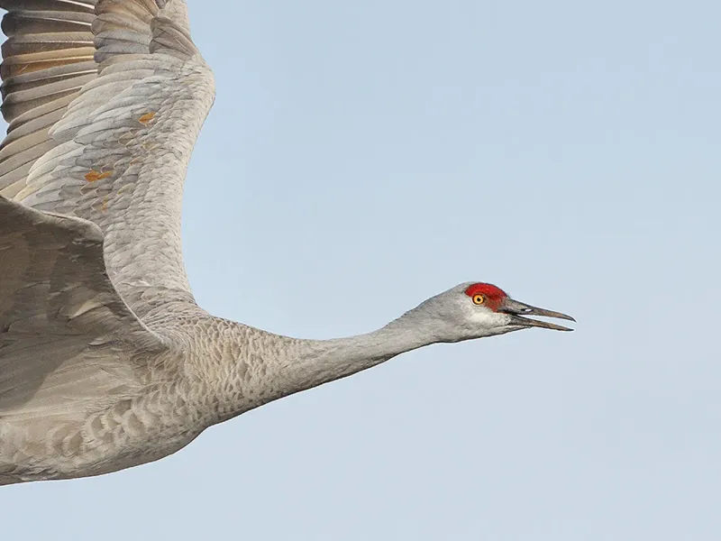 The Sandhill Crane