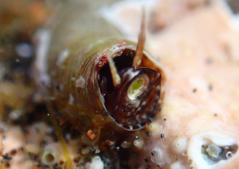 The Role Of Mucus Webs In The Sea Snail's Feeding Strategy