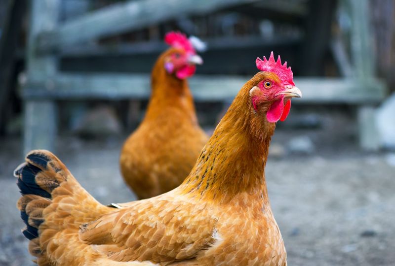 How Stress Affects A Chicken's Lifespan