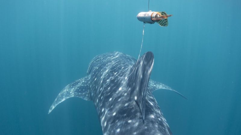 Shark Tracking Technology: How We Know Where They Go