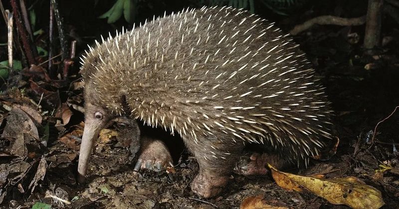 Exploring The Cyclops Mountains: Home Of The Rediscovered Echidna