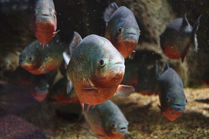 The Piranha