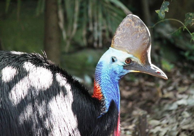 Evidence Of Dinosaur-Like Behavior In Modern Birds