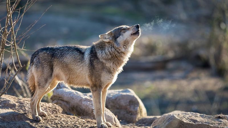 Wolves' Deep Connection To The American Wilderness