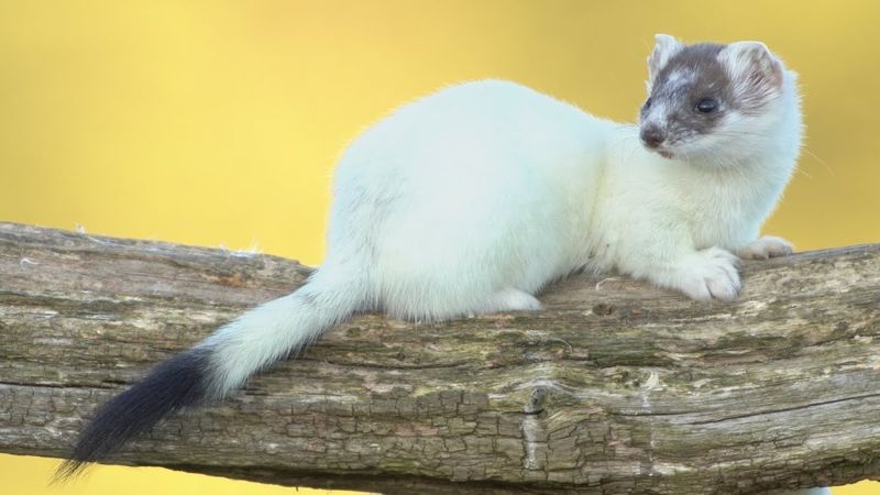 The Ermine's Solitary Nature