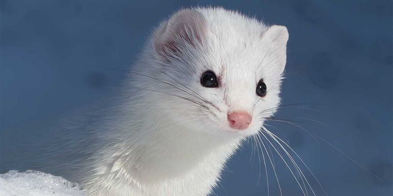 Ermine's Relationship With Humans