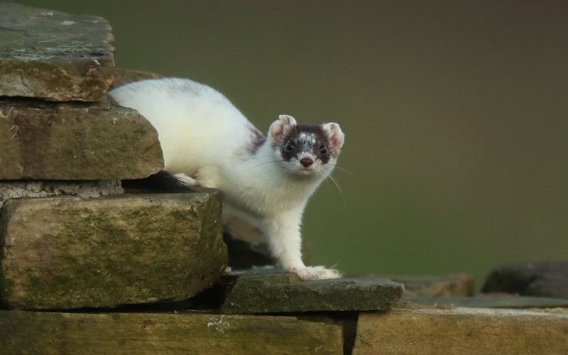 Why The Ermine Turns White In Winter