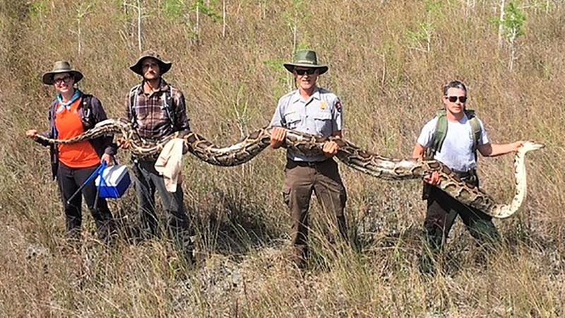 The 17-Footer With 73 Developing Eggs