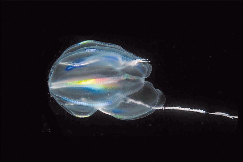 Why Comb Jellies Are Considered One Of Earth's First Animals