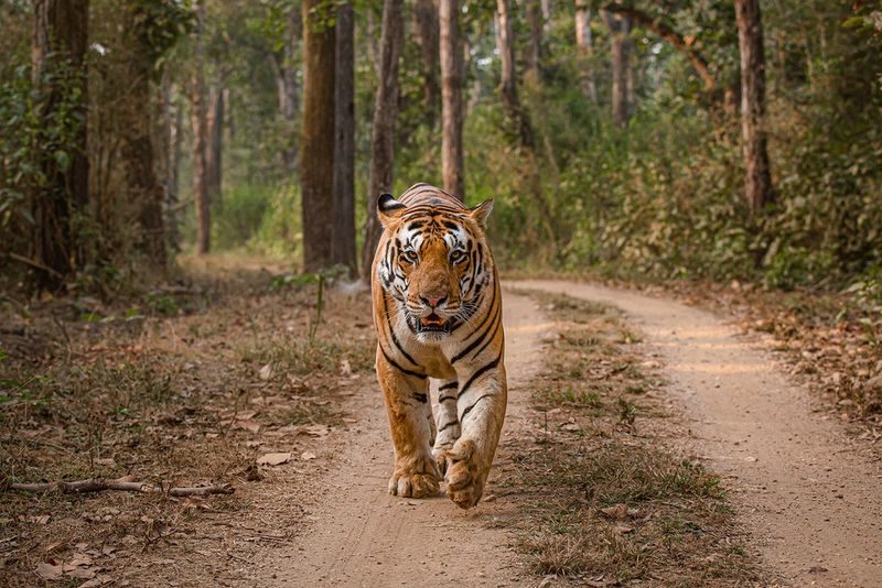 Origins Of The Tiger