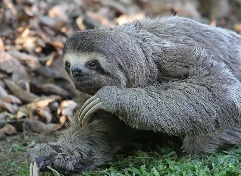 How Moths And Algae Contribute To The Sloth's Survival
