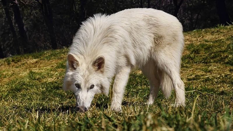 Comparing Dire Wolves To Ancient Hyenas